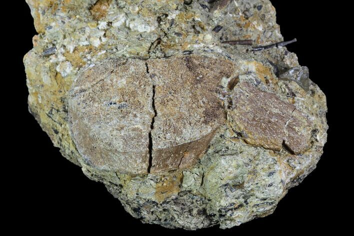 Fossil Hadrosaur Phalanx In Situ - Aguja Formation, Texas #88790